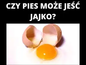 Czy pies może jeść jajko na twardo? Sprawdź, co musisz wiedzieć!