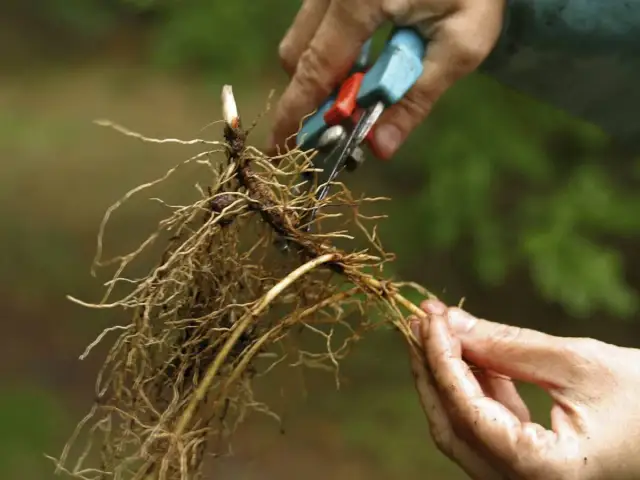 Jak sadzić konwalie w ogrodzie? Porady, które ułatwią uprawę tych roślin