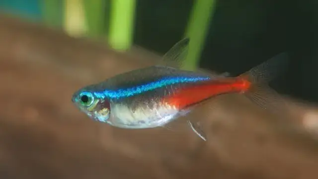 Ile kosztują neonki? Ceny ryb i neonów LED, które cię zaskoczą