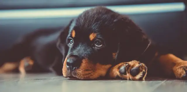 Jak wychować szczeniaka skutecznie i z miłością - sprawdzone metody