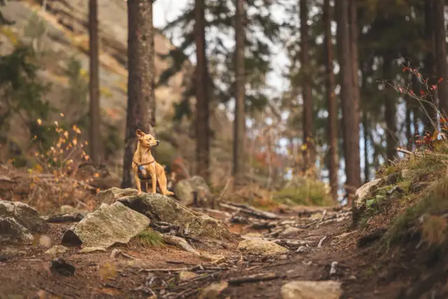 Czy na szlaki górach można chodzić z psem? Sprawdź zasady i trasy