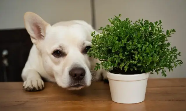 Czy rododendron jest trujący dla psa? Sprawdź, co może mu zagrażać