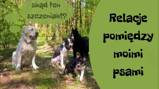 Jak wprowadzić szczeniaka do domu z psem, aby uniknąć konfliktów