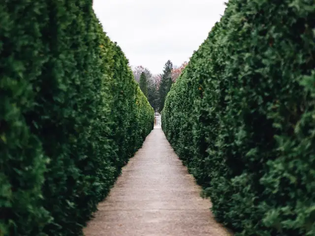 Jak gęsto sadzić świerki na żywopłot, by uniknąć błędów w ogrodzie