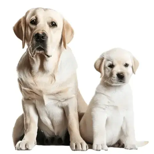 Czy dorosły pies może jeść karmę dla szczeniąt? Uważaj na zdrowie!