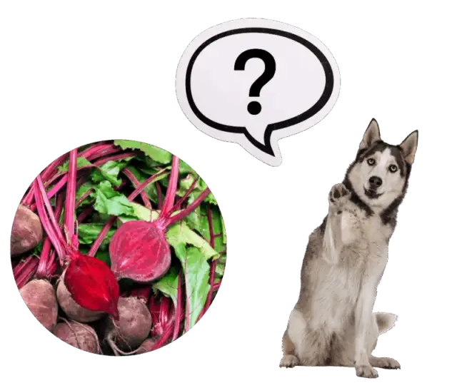 Czy pies może jeść buraki gotowane? Oto co powinieneś wiedzieć o ich bezpieczeństwie