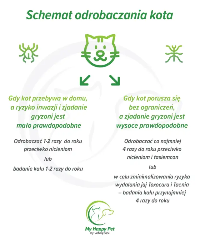 Jak często odrobaczać kota, by uniknąć problemów zdrowotnych?