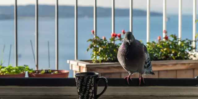 Skuteczne sposoby na odstraszenie gołębi z balkonu i ich unikanie