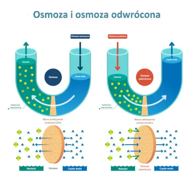 Osmoza: Kluczowe zjawisko biologiczne, które musisz zrozumieć