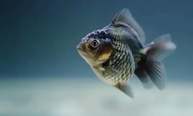 Jakie rybki na początek - łatwe w hodowli ryby dla nowicjuszy