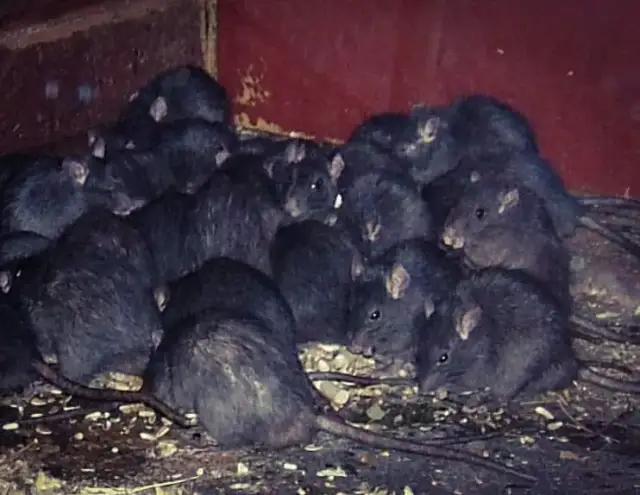 Jak często rozmnażają się szczury? Zaskakujące fakty o ich cyklu rozrodczym