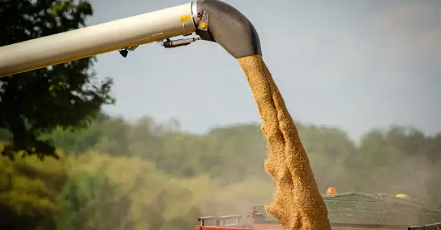 Zboże na pniu: Jakie są ryzyka pożaru i jak zapewnić bezpieczeństwo?