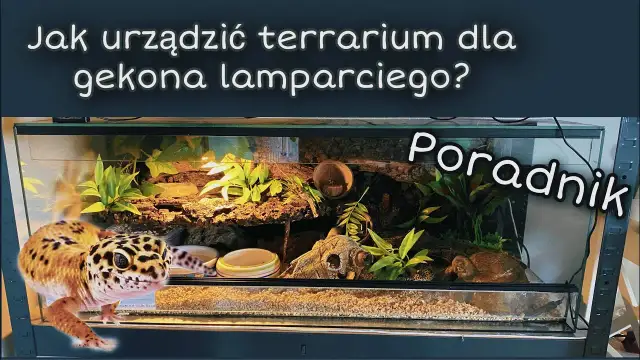 Wyposażenie terrarium - poradnik
