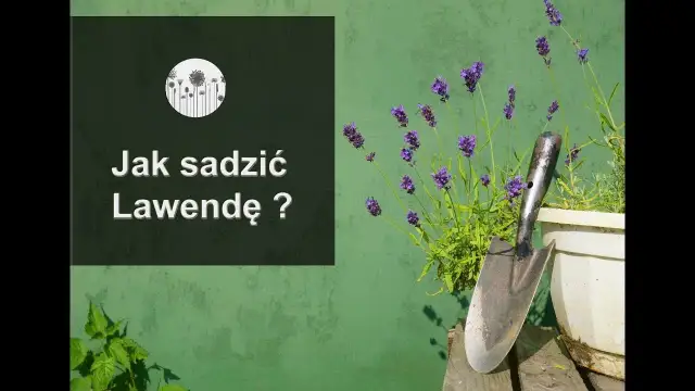 Jak posadzić lawendę: proste kroki dla zdrowych roślin w ogrodzie