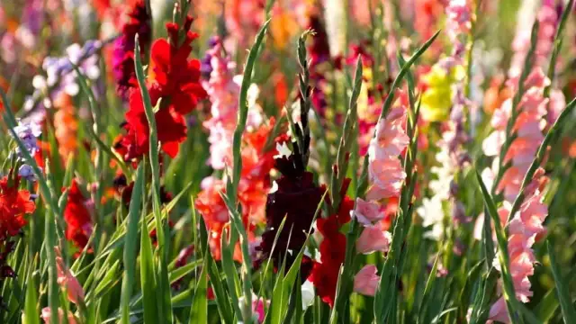 Gdzie sadzić mieczyki? Odkryj idealne miejsca dla tych kwiatów