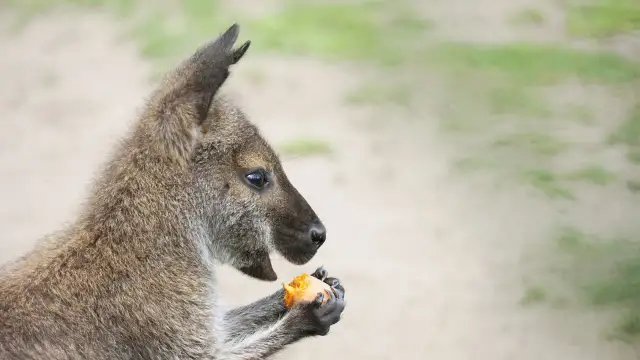 Kangur czym się żywi - poznaj tajemnice diety tych niezwykłych zwierząt