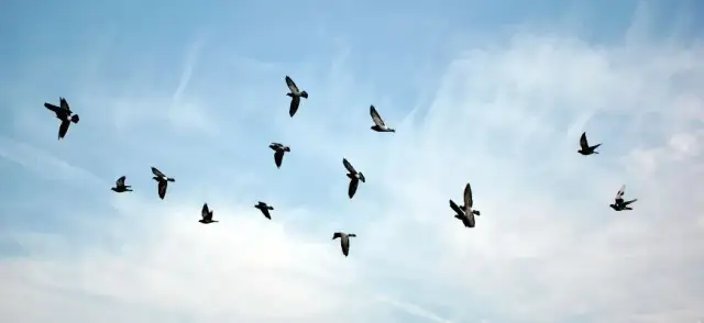 Sen o lataniu jak ptak - odkryj jego znaczenie dla twojej wolności