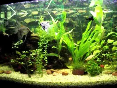 Ile skalarów do 200l? Kluczowe zasady i błędy do uniknięcia