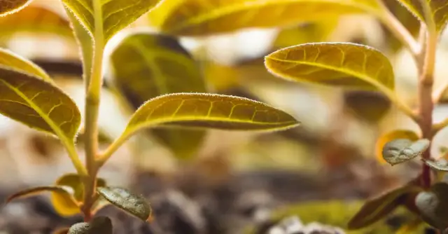 Śliwa ałycza: cechy, uprawa i jak zadbać o zdrowe drzewo?