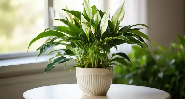Kwiaty pochłaniające wilgoć: 5 roślin do walki z pleśnią w domu
