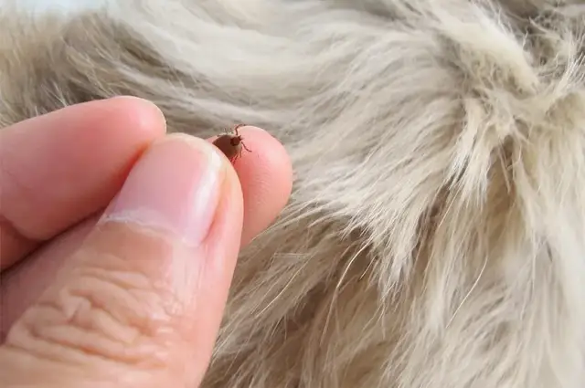 Jak wyciągnąć kleszcza u psa - bezpieczne metody i porady zdrowotne