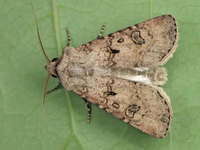 Rolnica zbożówka: Groźny szkodnik zbóż - jak skutecznie zwalczać?