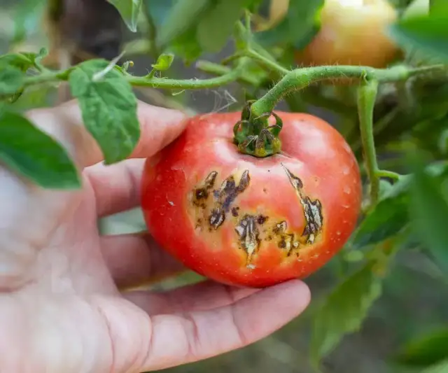 Skuteczne metody opryskiwania pomidorów na choroby i szkodniki