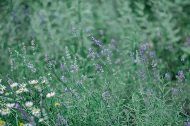 Jak zrobić olejek lawendowy w domu i uniknąć błędów przy jego przygotowaniu