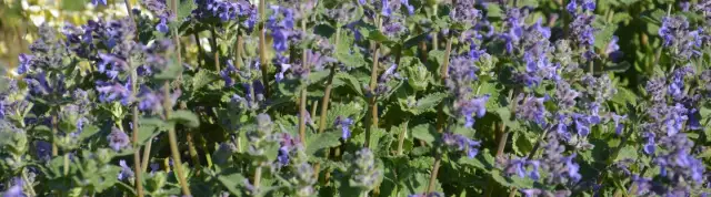 Kocimiętka nasiona kiedy siać? Oto najlepsze terminy siewu