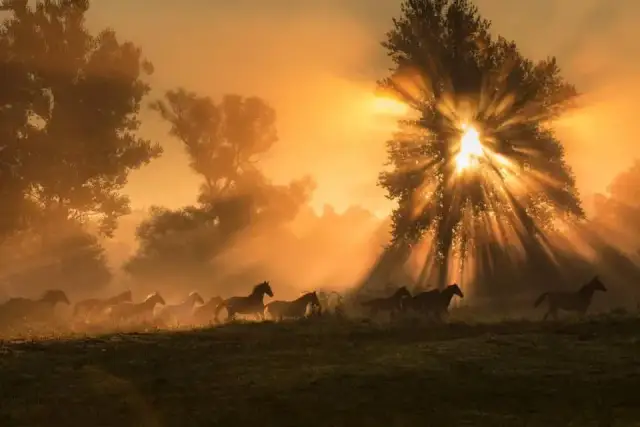 Klub jeździecki Huzar – najlepsze lekcje jazdy konnej w Samselowie