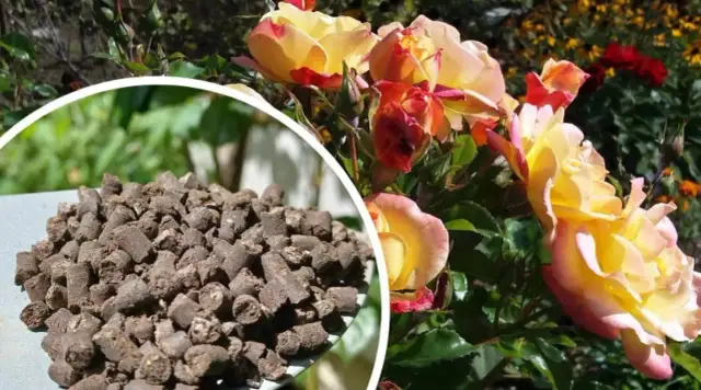Jaki nawóz pod róże na wiosnę? Najlepsze opcje dla pięknych kwiatów