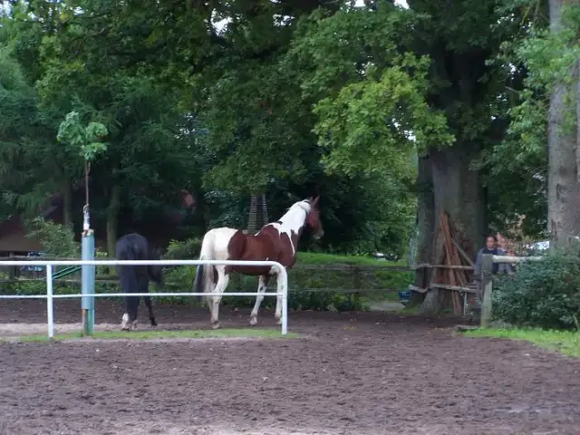 Szkoła jeździecka Horyzont: Sprawdź opinie i dostępne lekcje