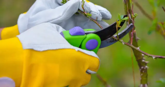 Jak przycinać róże na pniu, aby uniknąć błędów i cieszyć się kwitnieniem