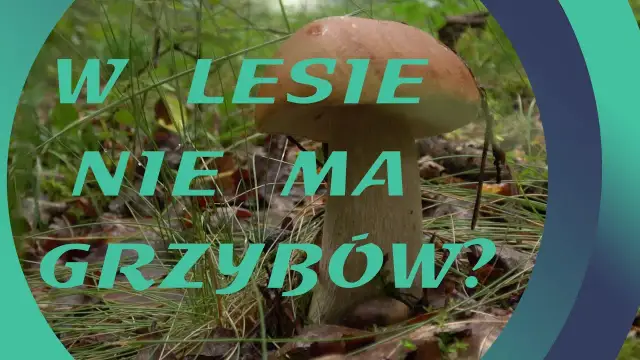 Dlaczego nie ma grzybów w lesie? Odkryj przyczyny i porady