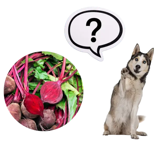 Czy pies może jeść buraki? Poznaj korzyści i zasady bezpiecznego podawania