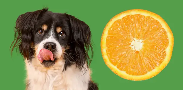 Czy pies może jeść pomarańcze? Sprawdź, co może mu zaszkodzić