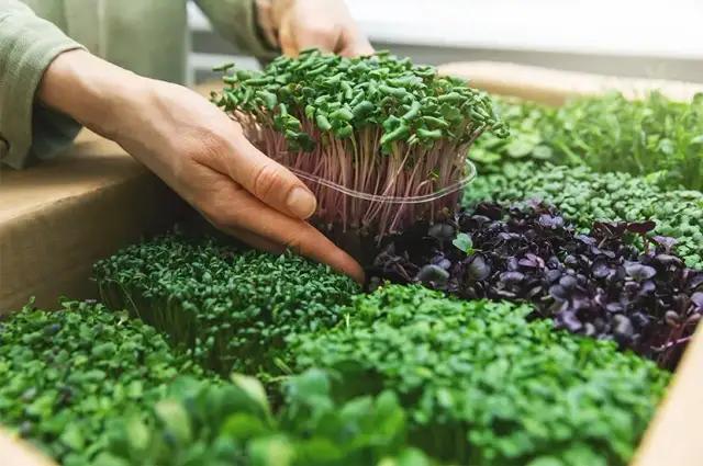 Rzeżucha jak siać - proste metody na szybką uprawę w domu
