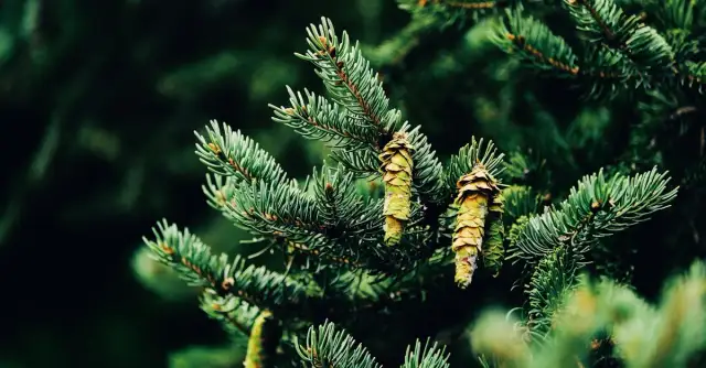 Świerk tatrzański: zastosowanie, ceny i jak wybrać odpowiedni gatunek?