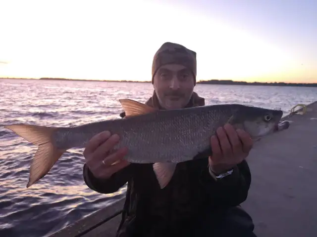 Najlepsze przynęty na bolenia: jak skutecznie łowić tego drapieżnika