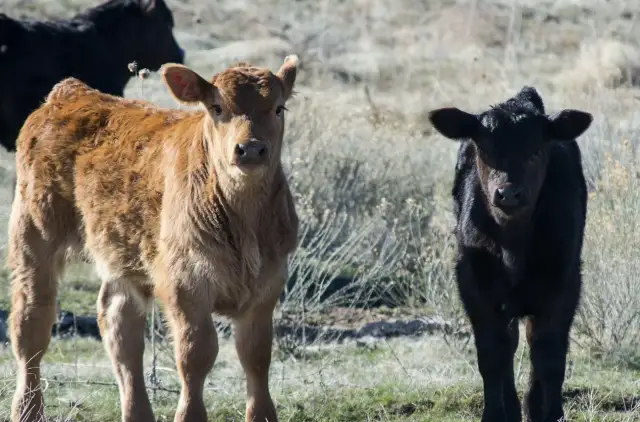 Cielęta mleczne czy mięsne – które bardziej opłaca się hodować?