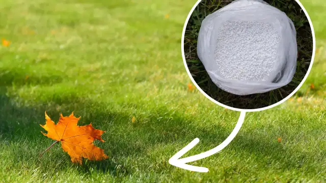Skuteczne sposoby na rozsypanie nawozu na trawę dla pięknego trawnika