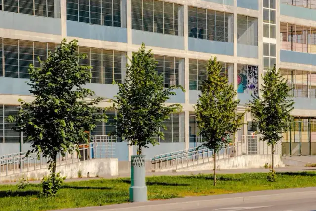 Czy można posadzić drzewo przed blokiem? Ważne informacje o zgodach