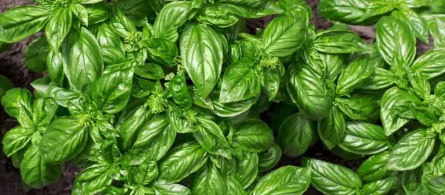 Ile rośnie bazylia z nasion? Sprawdź, co wpływa na wzrost!