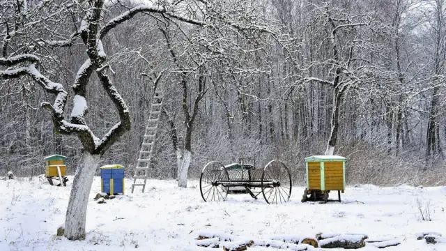 Czy można malować drzewka farbą emulsyjną? Oto skutki i alternatywy