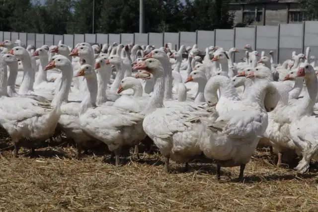 Jak otrzymać dopłaty do gęsi: kompleksowy proces uzyskania wsparcia dla hodowców
