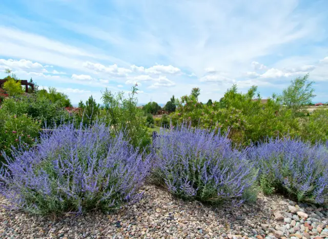 Perowskia z czym sadzić: najlepsze rośliny towarzyszące dla Twojego ogrodu