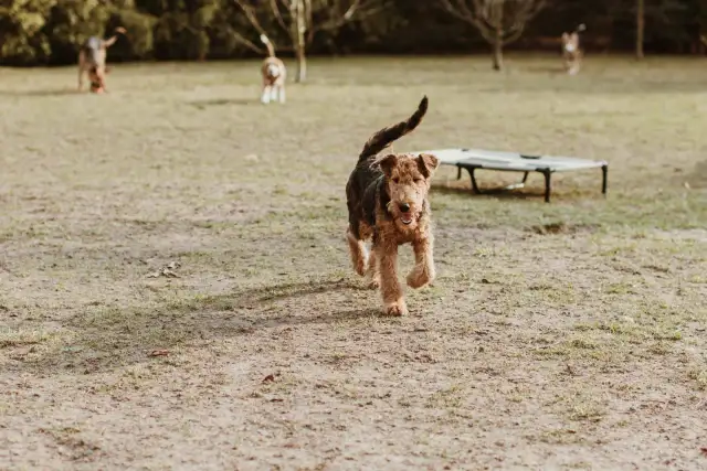 Mam psa i co teraz hotel - najlepsze usługi dla Twojego pupila w Poznaniu