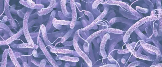 Clostridium difficile: Groźna bakteria jelitowa? Fakty i mity