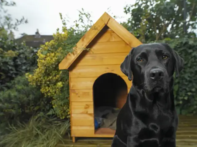 Jak zbudować budę dla psa w ogrodzie, aby zapewnić mu komfort?