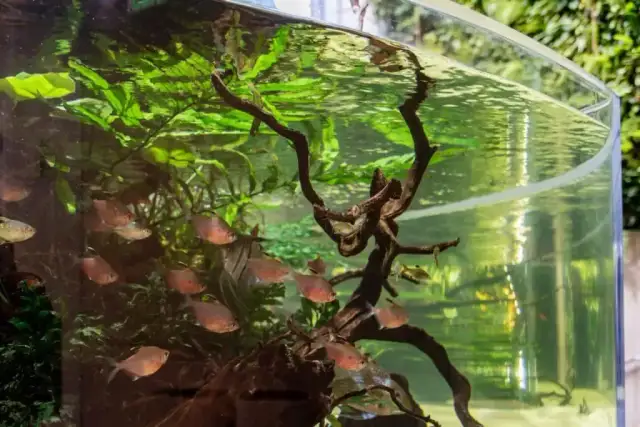 Mętna woda w akwarium: 5 przyczyn i skuteczne rozwiązania